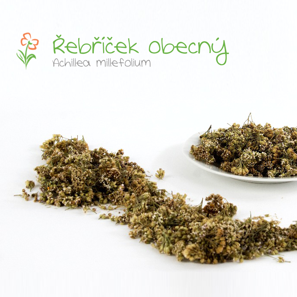 řebříček-obecný---květ1_1